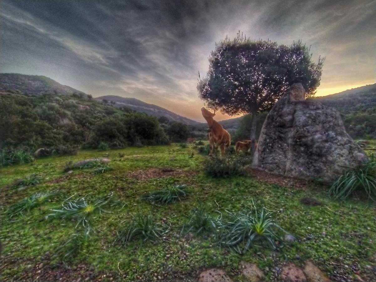 New Camping Coccorrocci Marina di Gairo エクステリア 写真